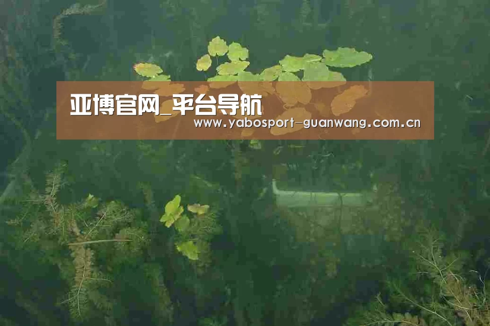 案例展示三