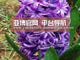产品名称八
